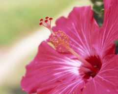 Tapeta Nature Flowers 150.jpg